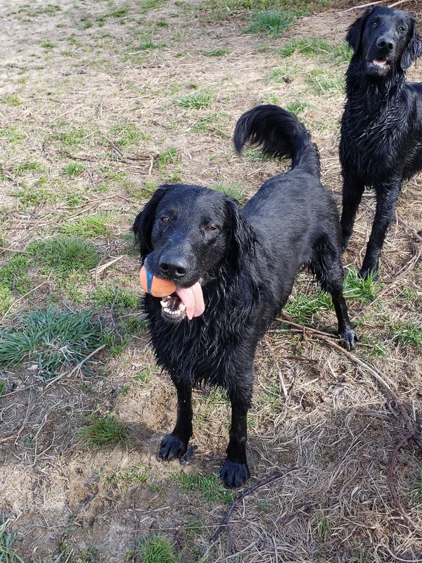 Select Dog — FCRSA Specialty, 2023