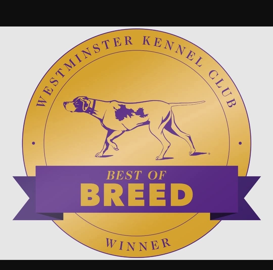 Westminster Kennel Club Best of Breed Winner — Argon's Flat-Coated Retriever