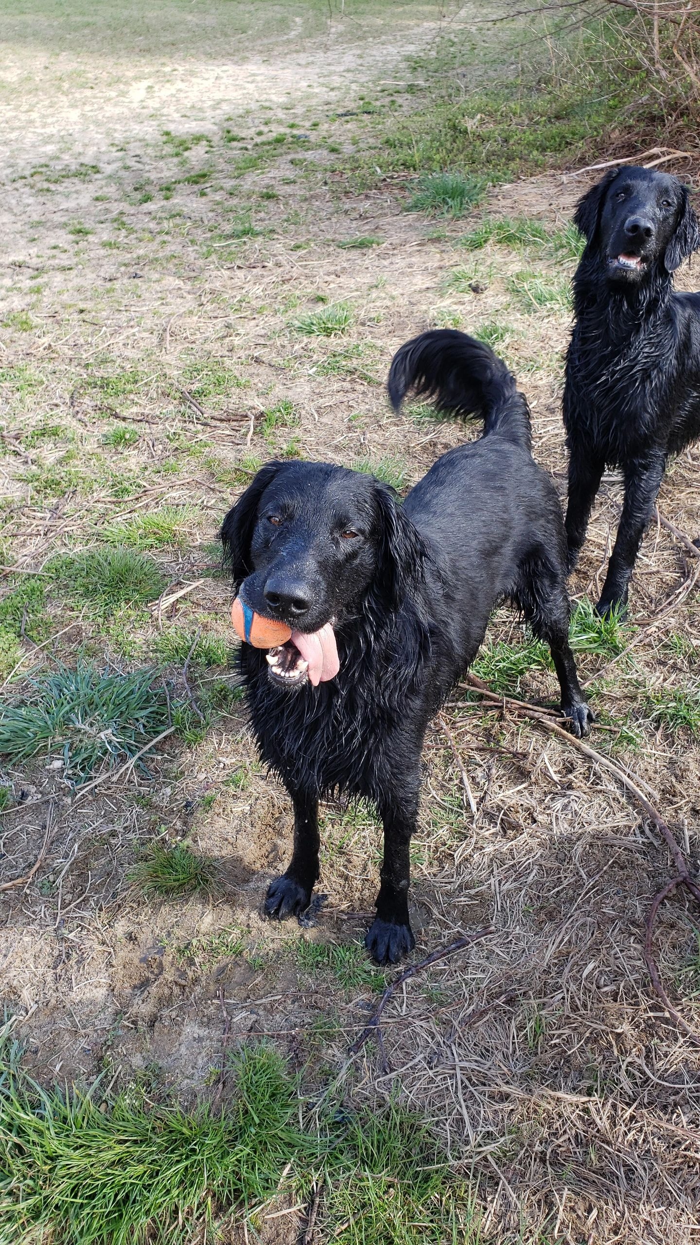 Argon's dogs in the field
